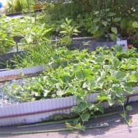 キンショウメロン栽培開始
