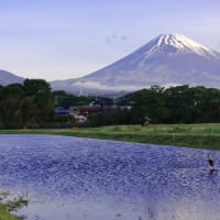 富士山　我が地の水田散策...  逆さ景観が容易には　(風さんが　)