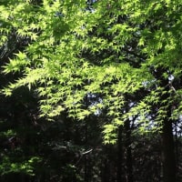 治療の合間に、近場で花散策！（シタキソウとアジサイと！）