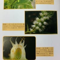 「探検昆虫家学者の珍虫ファイル　わっ！ヘンな虫」西田賢司著　”ヘンにも意味がある”