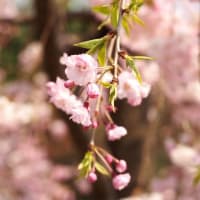 ああ、増塩食