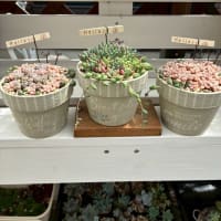 大きめリメ缶の贅沢寄せ植え　他 2025夏森 Zakkaの森作品紹介