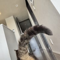 おついたち。