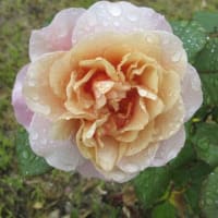 雨の濁川公園の薔薇