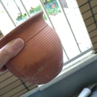 カクタス　カクタスを増やしてみよう(^^)v