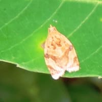 霞ヶ丘公園・続き