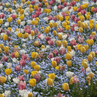 大花壇を彩る4万本のチューリップ