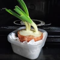 今晩は