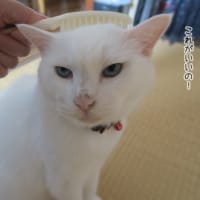 専用よりも