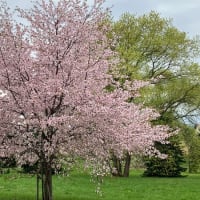 桜が開花しました（２０２４年４月）