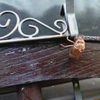 涼しい朝、夕方ビビる