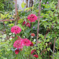 庭に戻りました＊留守番していた花たちをお披露目です＊