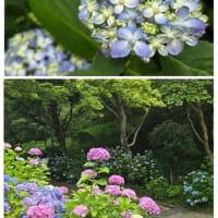 紫陽花散策　植物園