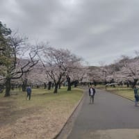 代々木公園のソメイヨシノ　2024