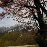 馬場島へ新緑ドライブ。。。