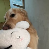 ください