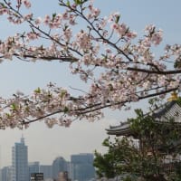 2025年 孝道山のさくら（横浜市神奈川区のお寺）