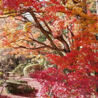 大窪寺の紅葉、平成30年11月21日