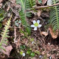 山菜採りに、今年もまた、、、。