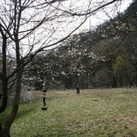桜の花＆カメラ目線をしてくれた(？)、ヤマガラの姿、ドキドキ眺め　(Ｈ山、岐阜県可児市)