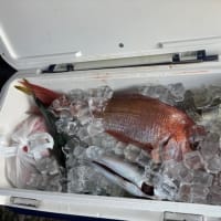 １２日・釣果