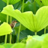 ハスのお花とトンボとオオヨシキリ