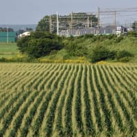 2024/08/03(土)曇り、今朝もスッキリしない空模様☆