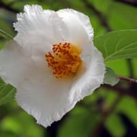 夏つばき①