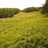 入笠山に咲く　クリンソウ・九輪草