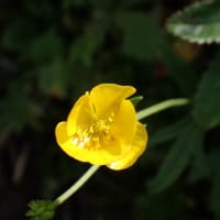 花の島、礼文。