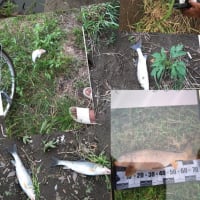 ☆大の里～！！横綱だぁ～！！うれしいな！！！（笑）☆