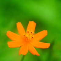 花は”みんな違ってみんな良い”