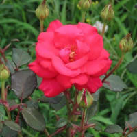 東京ドイツ村　薔薇