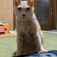 ニャンと税務署が