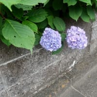 梅雨の花