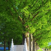 新緑に風薫る　メタセコイア並木