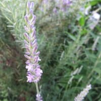 わが家のラベンダー＆紫陽花♪　　　　+　　　情報
