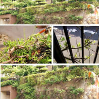 i生け垣（つつじ）の萌芽力