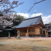 西方寺の桜、満開