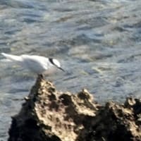 07/05旅日記-2：宮古島への旅2日目－④（東平安名崎で出会った鳥たち：ベニアジサシ、エリグロアジサシ、ほか）