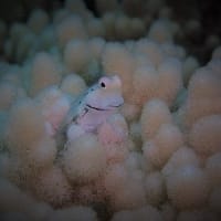 砂地パーリー