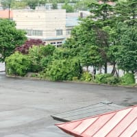 朝の雨と、ネット張り