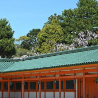 平安神宮　春