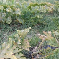 　最後のユリが咲きました　野菜収穫は7種類でした