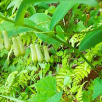 鹿野山の尾根を歩く