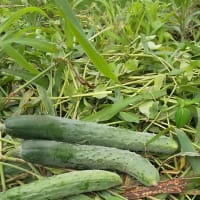 夏、夏野菜満載か・・・