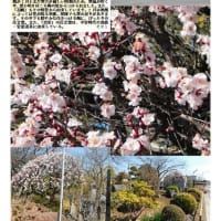 花巡り「梅－374」 久喜　常楽寺