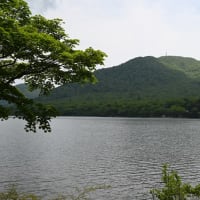赤城⑤見晴山ツツジ