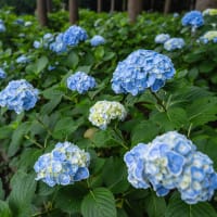 ぷちツー：紫陽花の日本寺へ（その2：あじさい遊歩道）
