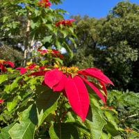 真紅のポインセチア